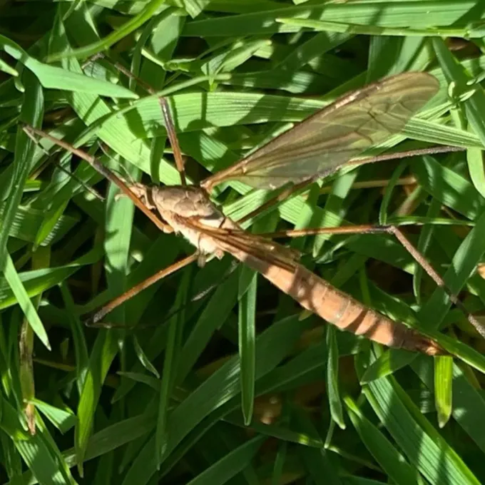 European crane fly