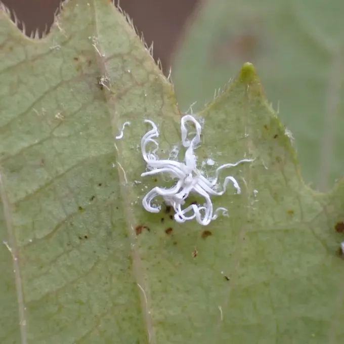 Pergande's whitefly