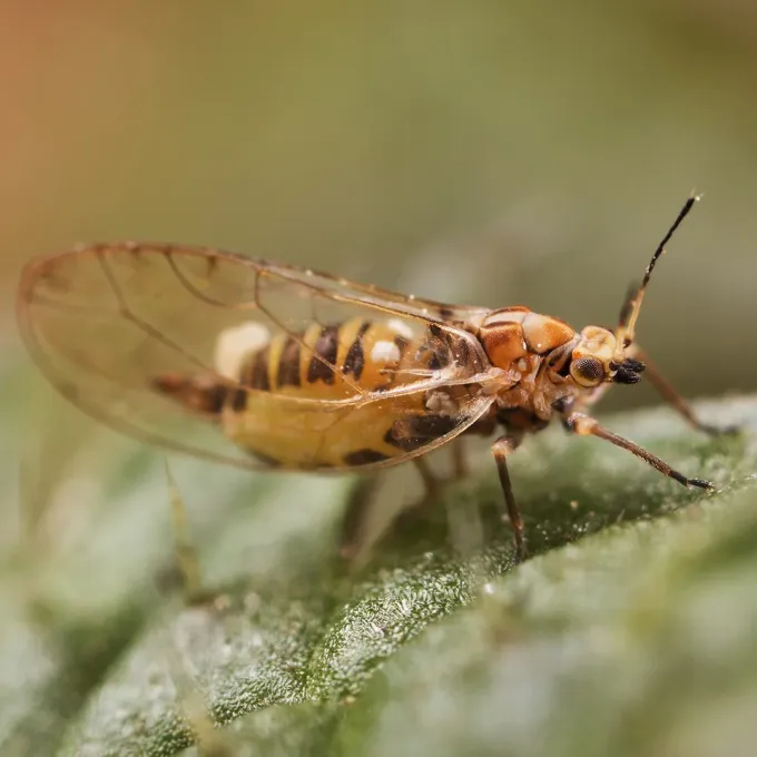 Nettle sucker