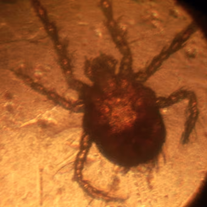 Harvest mite