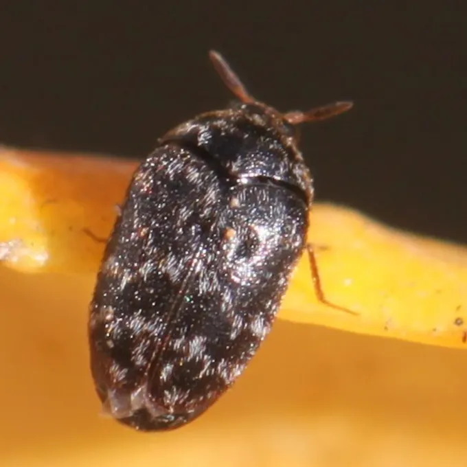 Black carpet beetle