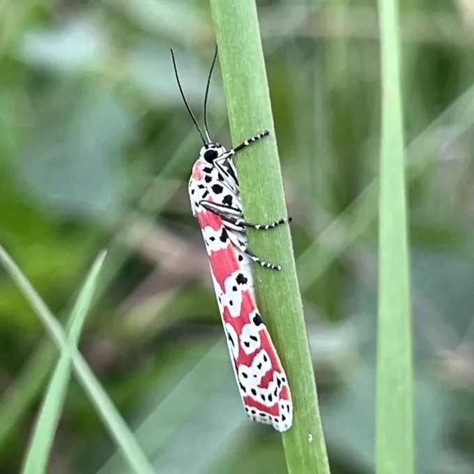 Bella moth