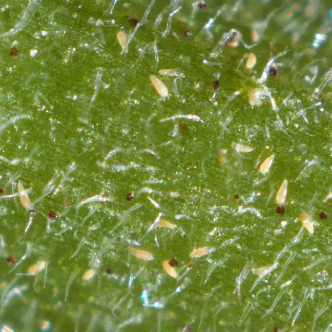 Tomato russet mite