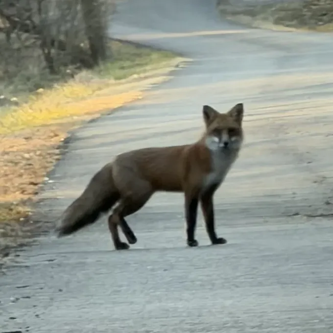 Red fox