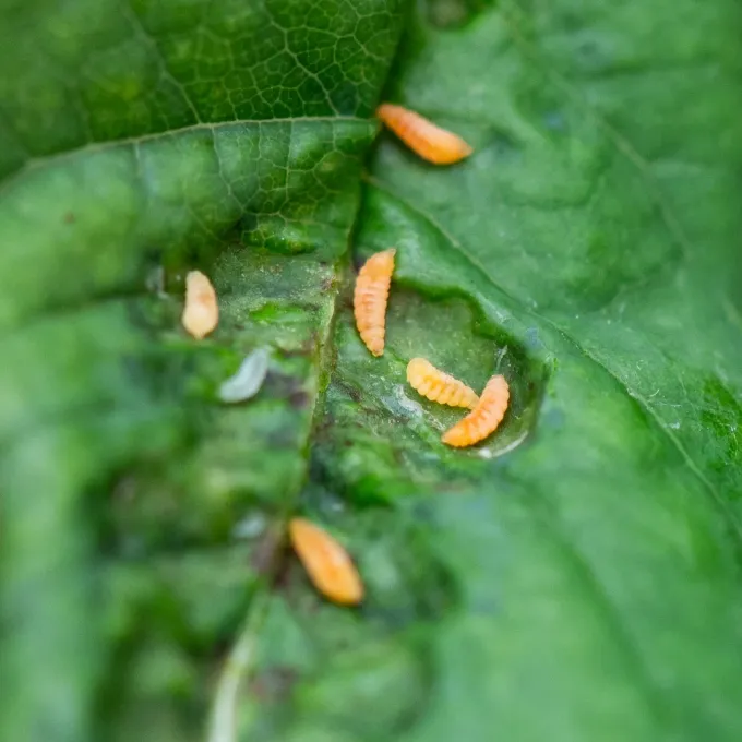 Rose leaf midge
