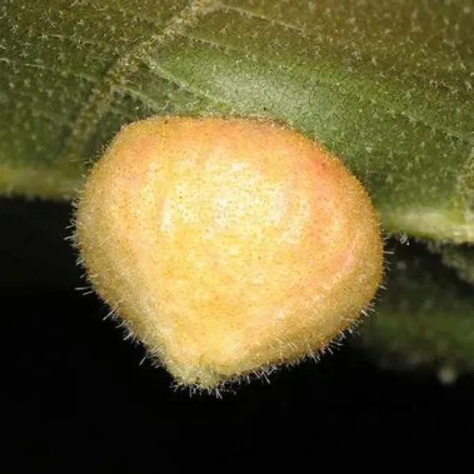 Hazelnut phylloxera