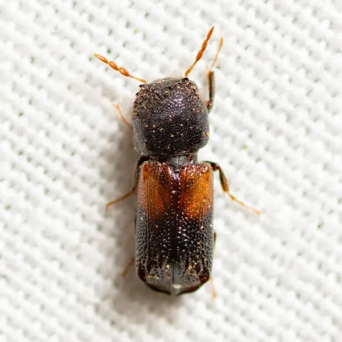 Texas borer