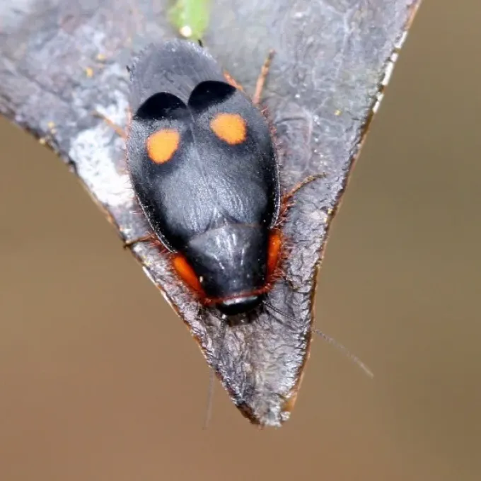 Pacific cockroach