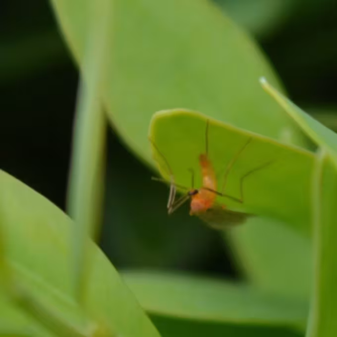 Boxwood leafminer
