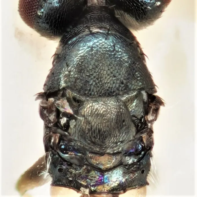 Dahlbominus fuscipennis