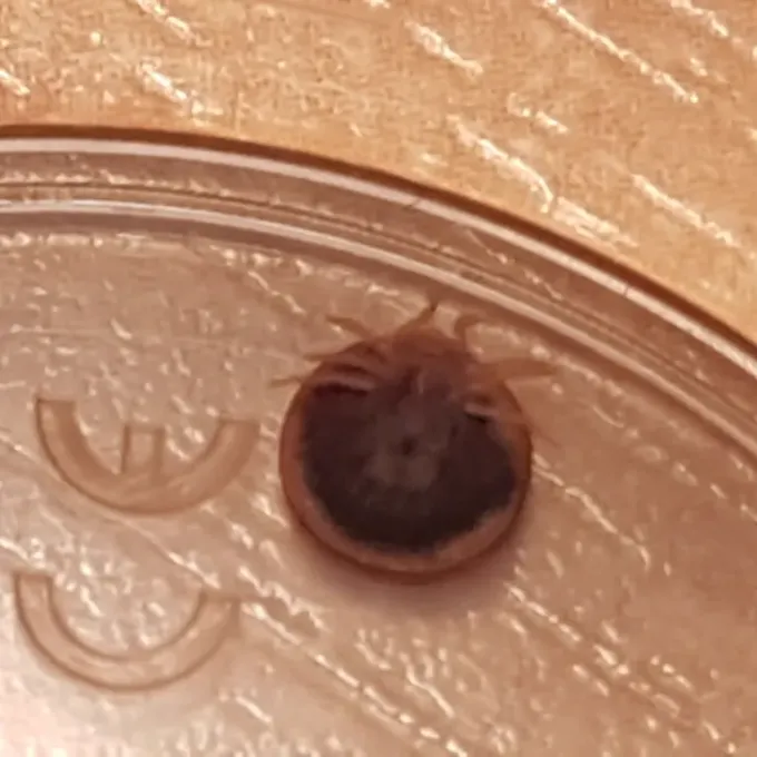 Argasid tick