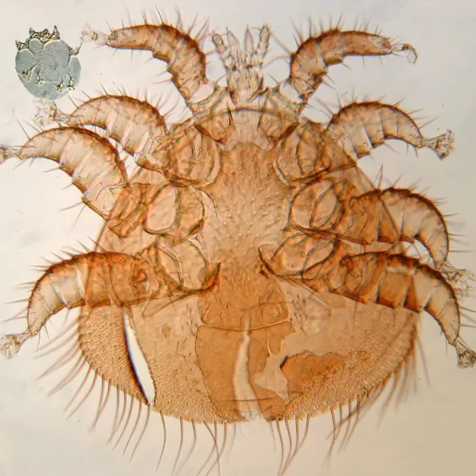 Varroa sinhai