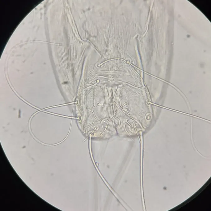 Poultry feather mite