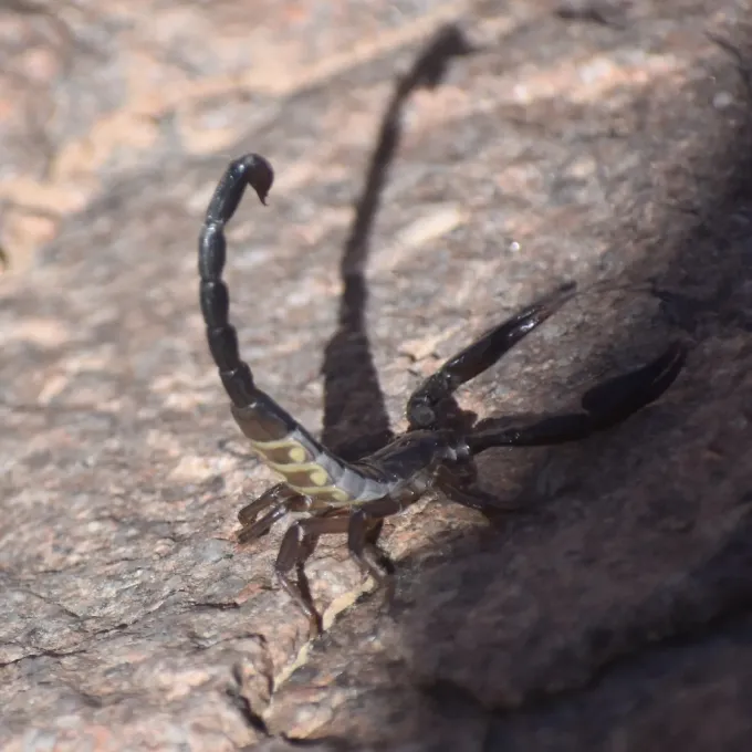 Jericho scorpion
