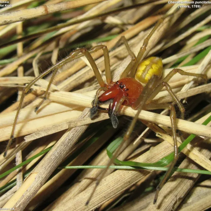 Cheiracanthium punctorium