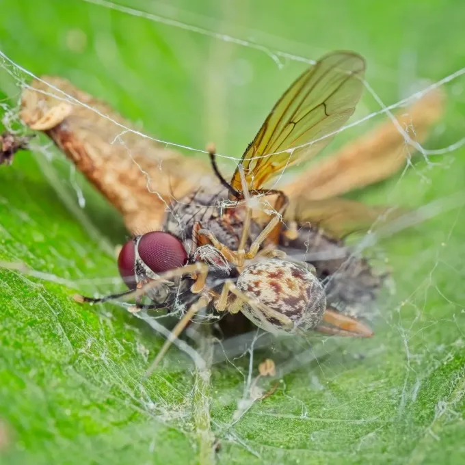 Reticulated cobweb spider