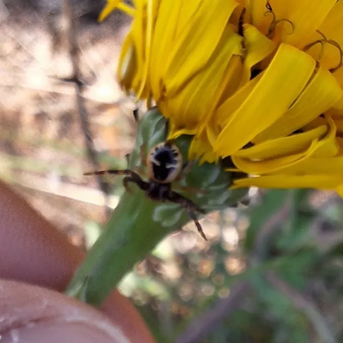 Synema globosum