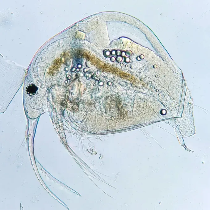 Bosmina obtusirostris