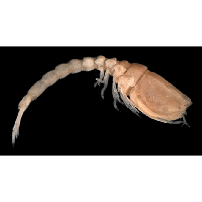 Pseudocuma longicornis