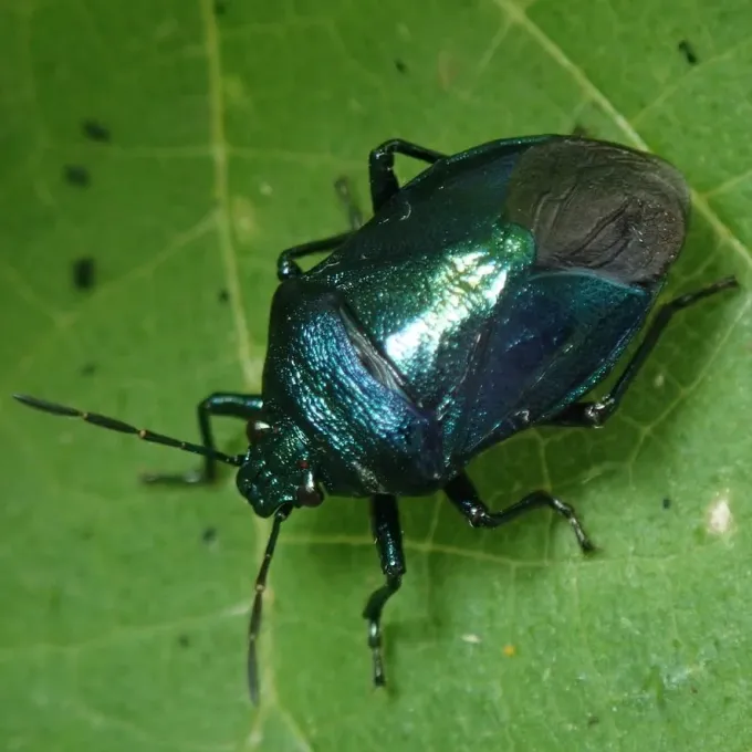 Blue shield bug