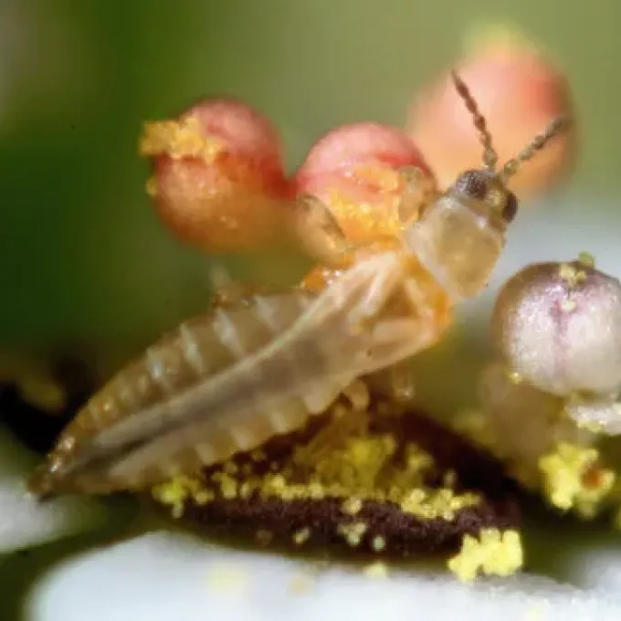 Bruner's flower thrips