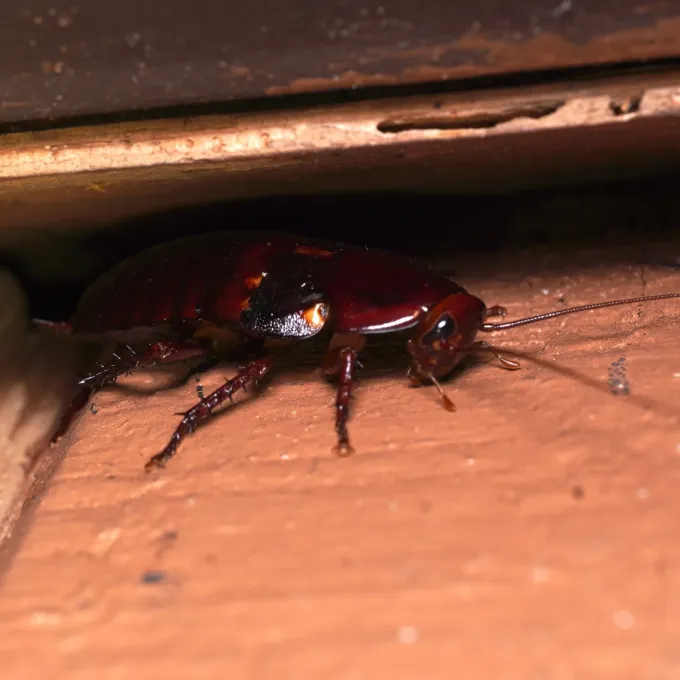 Florida skunk cockroach
