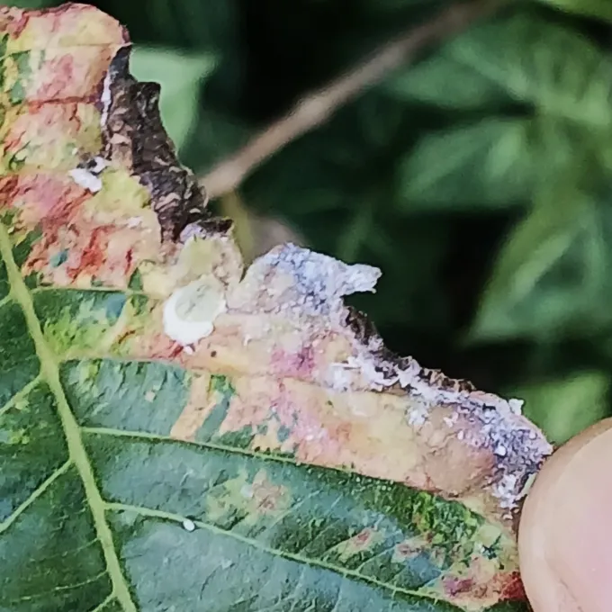 Eucalyptus psyllid
