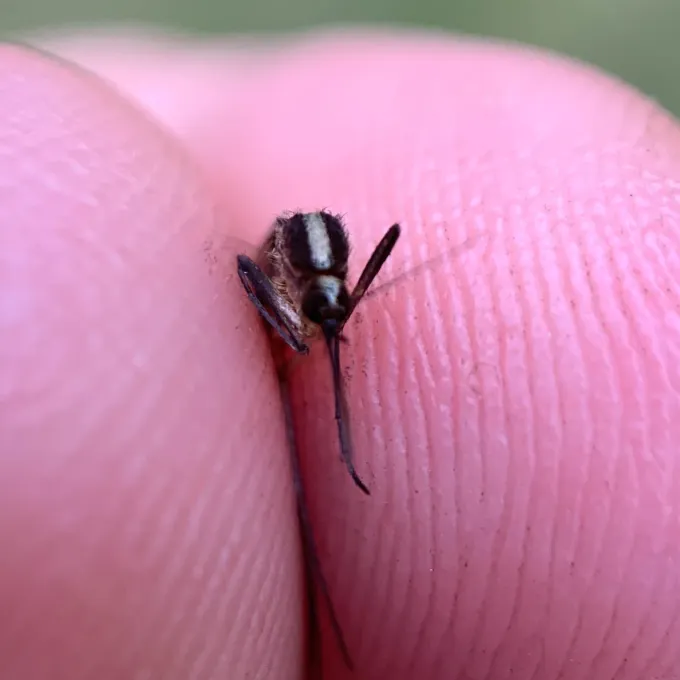 Atlantic salt marsh mosquito