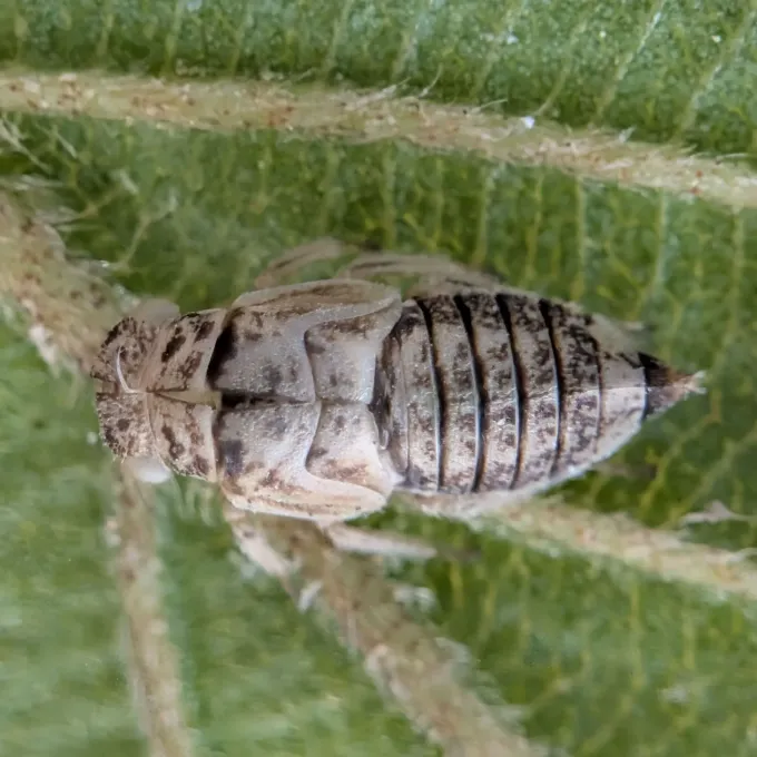 Alder leafhopper