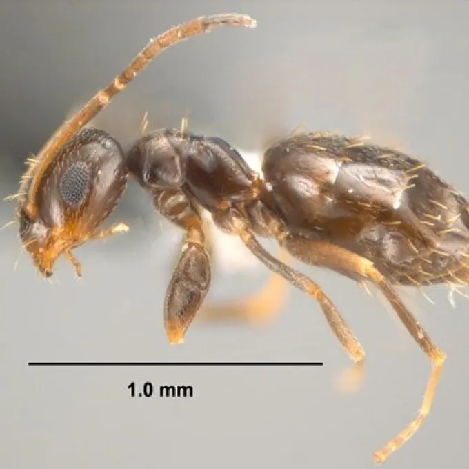 Brachymyrmex
