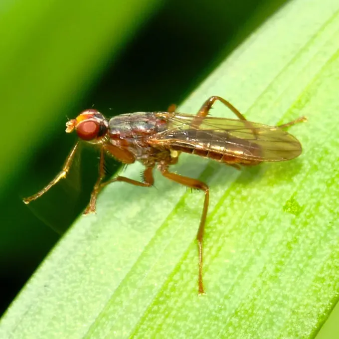 Norellia spinipes