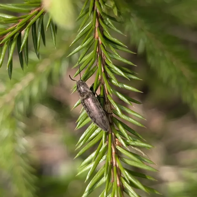 Actenicerus sjaelandicus