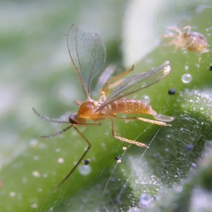 Therodiplosis