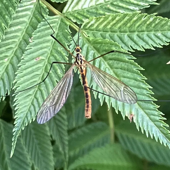 Nephrotoma lineata