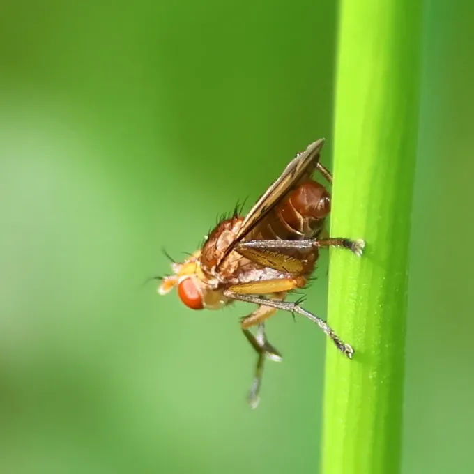 Marsh fly
