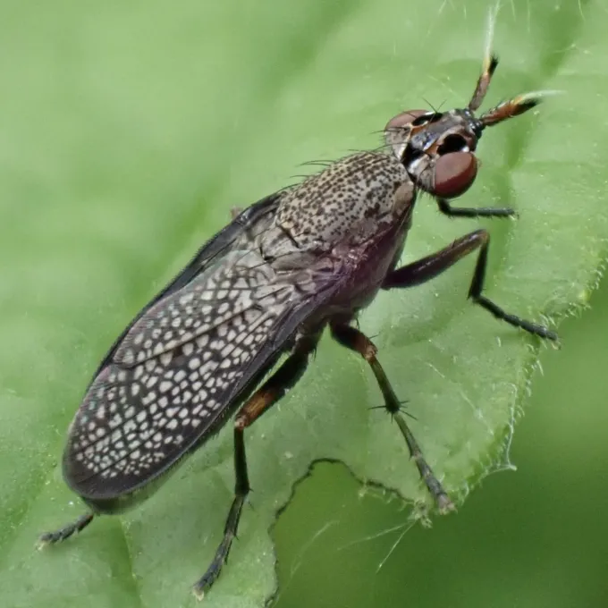 Coremacera