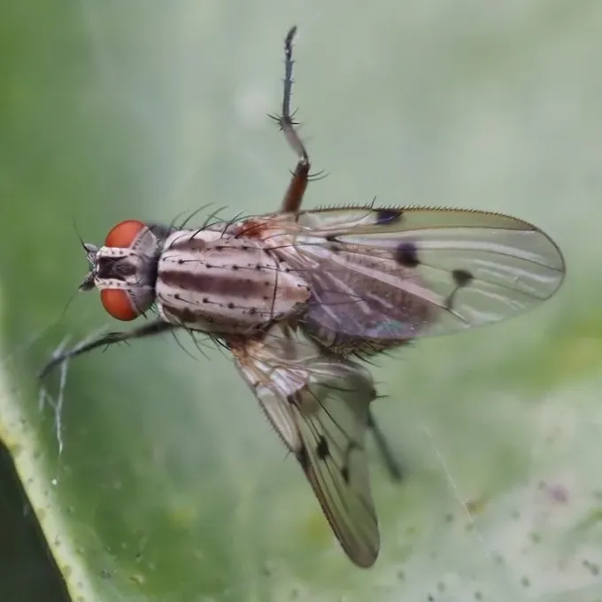 Flower fly