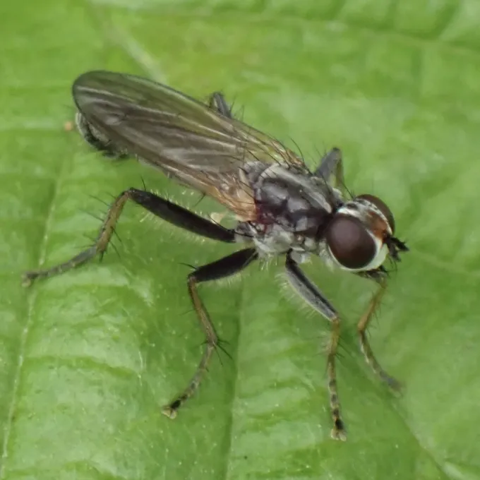 Cordilura