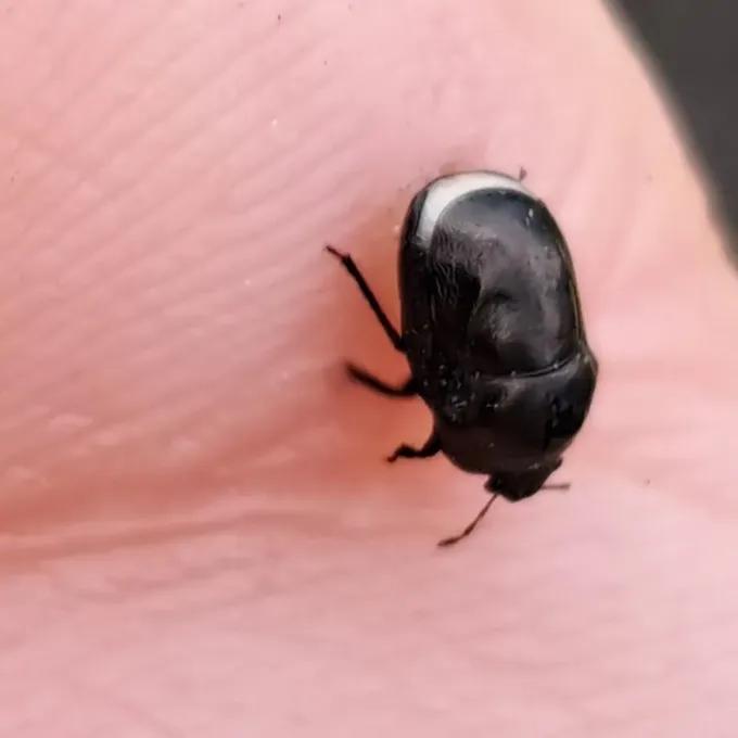 Negro bug