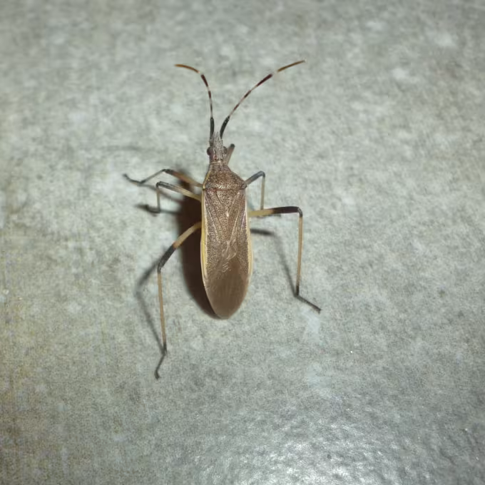 Dicranocephalus marginatus