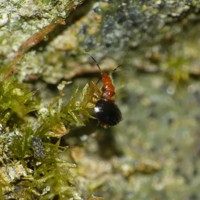 Loricula elegantula