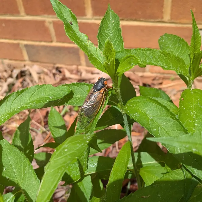 Periodical cicada