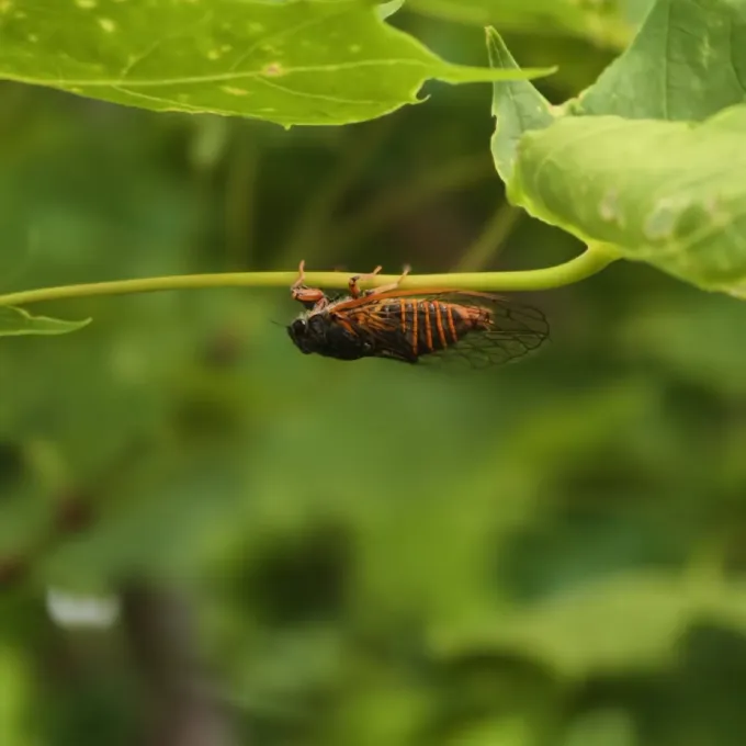 Mountain cicada