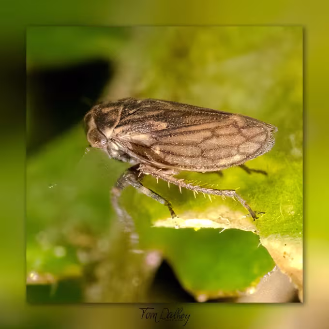 Anaceratagallia