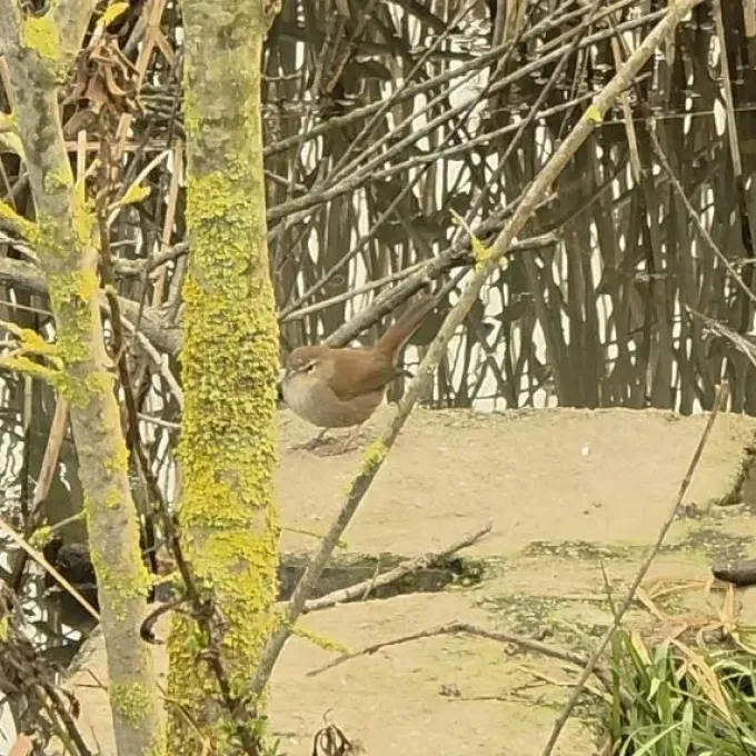 Cetti's warbler