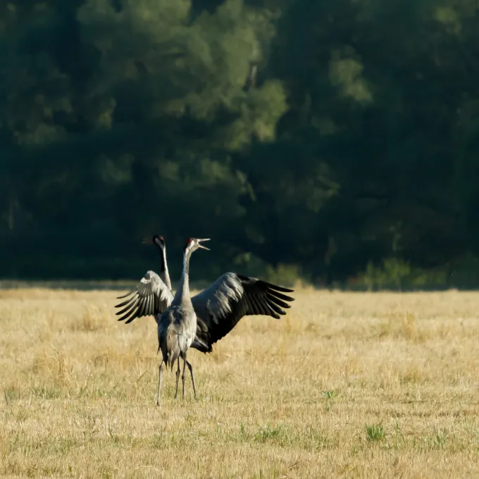 Common crane