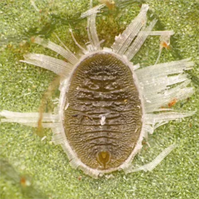 Odontaleyrodes