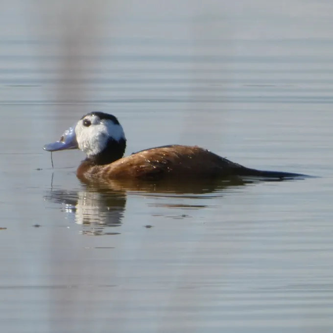 White-headed duck