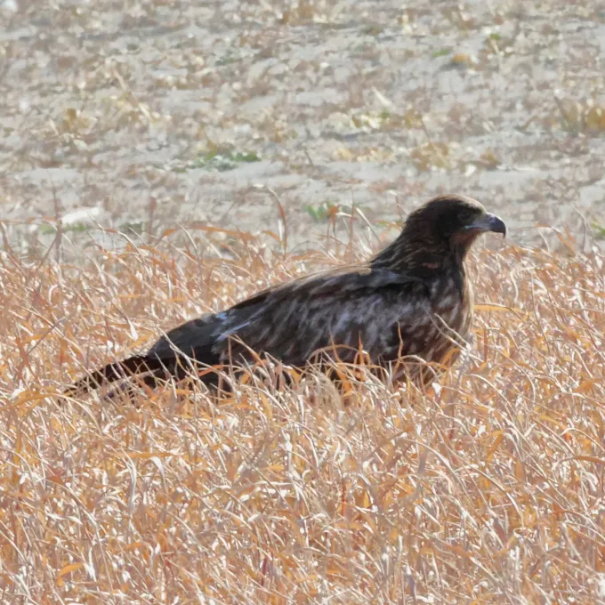 Black kite