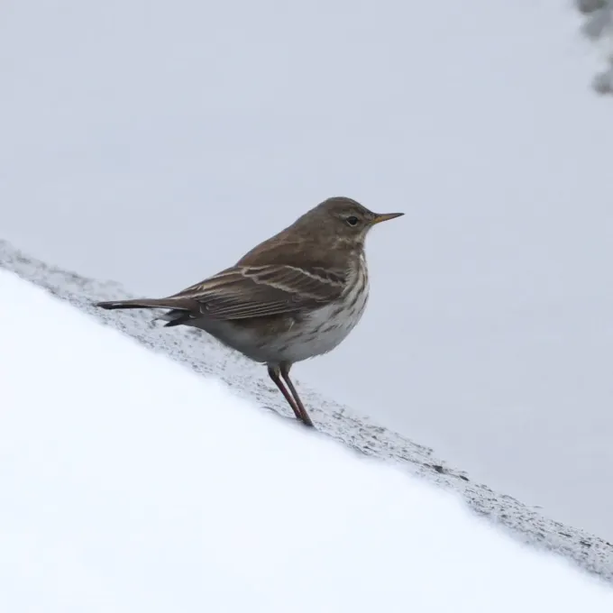 Water pipit